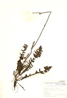 藏品(蕨葉蚊子草)的圖片